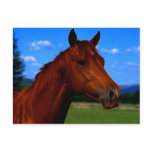 A horse standing proud postcards