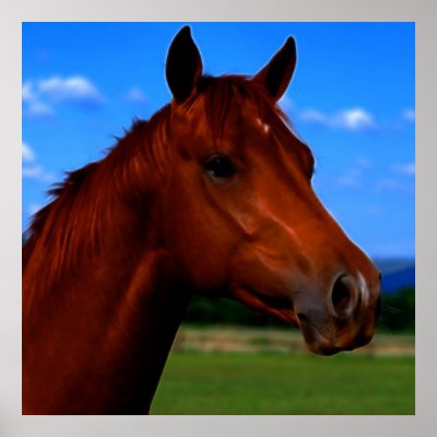 A horse standing proud poster by laureenr