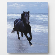 A horse wild and free plaques