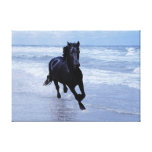 A horse wild and free stretched canvas print