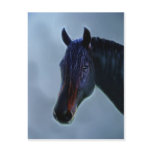 A horses curiosity post card