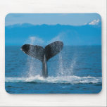 A humpback whale slapping the surface mousepads