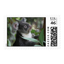 A Hungry Koala Postage Stamps