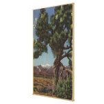 A Joshua Palm in Bloom in Californian Desert Canvas Prints