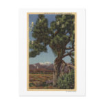 A Joshua Palm in Bloom in Californian Desert Postcard