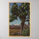 A Joshua Palm in Bloom in Californian Desert
