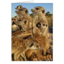 A Kalahari Wish - Seasons Greetings Card