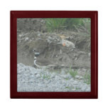 A killdeer hopping around on the ground. trinket box