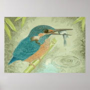 A Kingfisher catches a fish Posters