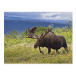 A large bull moose stands among willows postcards