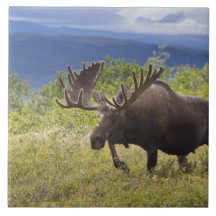A large bull moose stands among willows ceramic tiles