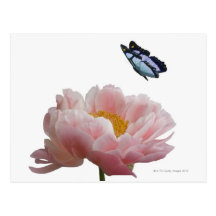 a large pink peony is visited by a ethereal post cards
