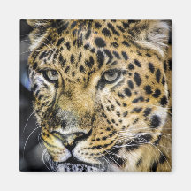 A Leopard's Eyes Refrigerator Magnet