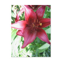 A LILY FOR MY MOTHER postcards