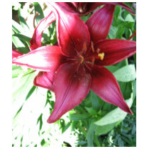 A LILY FOR MY MOTHER t-shirts