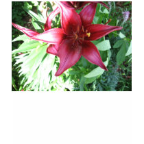 A LILY FOR MY MOTHER t-shirts