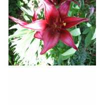 A LILY FOR MY MOTHER t-shirts