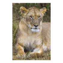 A lion sitting the high grass of the Maasai