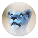 A lions surprise stickers