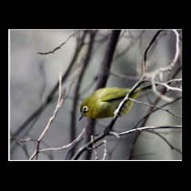 A little Bird Whispered In My Ear postcards