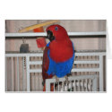 A little birdie told me cards