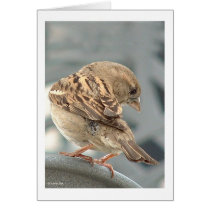 A Little Birdie Told Me So cards by StarLily A Little Birdie Told Me So cards