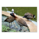 A Little Duckie Love Card by Gilliand_Photo A Little Duckie Love Card