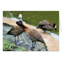 A Little Duckie Love Card