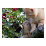 A Little Fuzz Therapy Greeting Cards