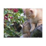 A Little Fuzz Therapy Postcard