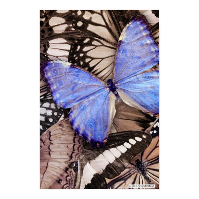 a little misunderstood print by HAJenkins