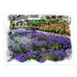 A Local Greenhouse Shows Their Wares Post Cards