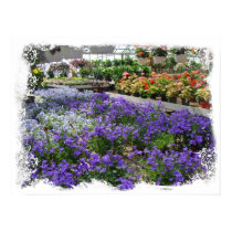 A Local Greenhouse Shows Their Wares Print
