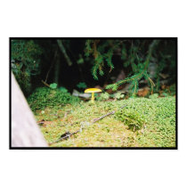 A Lone Shroom posters