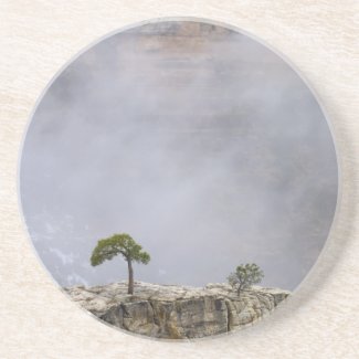A Lonely Grand Canyon Tree Coasters