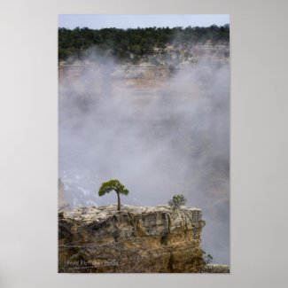 A Lonely Grand Canyon Tree Posters