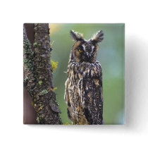 A long-eared owl perched on a tree branch near