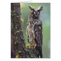 A long-eared owl perched on a tree branch near