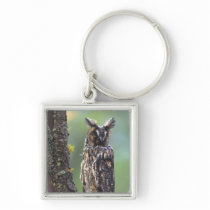 A long-eared owl perched on a tree branch near
