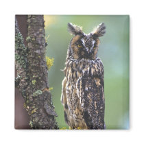 A long-eared owl perched on a tree branch near