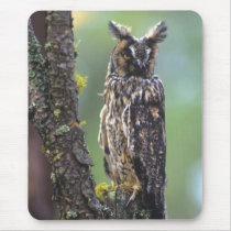 A long-eared owl perched on a tree branch near