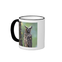 A long-eared owl perched on a tree branch near mugs