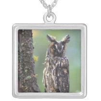 A long-eared owl perched on a tree branch near