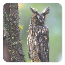 A long-eared owl perched on a tree branch near