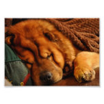 A long winter's nap....Chow style Photographic Print