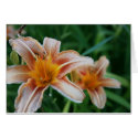 A Look In The Garden cards by mindyschroder A Look In The Garden cards
