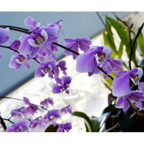 A lot of Purple Orchids zazzle_mousepad