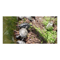 A lot of Turtles photo cards by digitalshirts A lot of Turtles photo cards