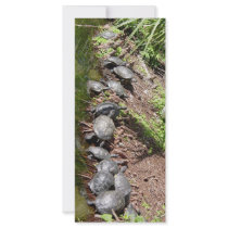 A lot of Turtles rack cards by digitalshirts A lot of Turtles rack cards