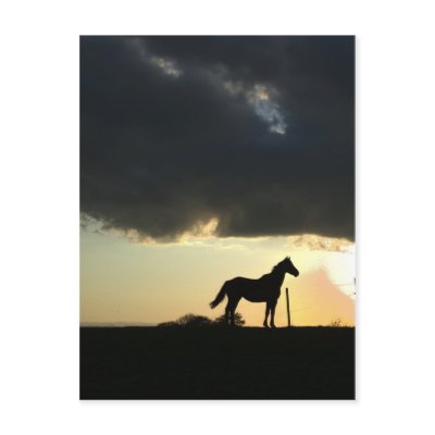 A lovely horse in the sunset post card by imagineallart